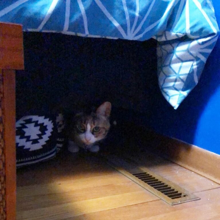 Was chilling out under my human’s bed yesterday since the vent makes
