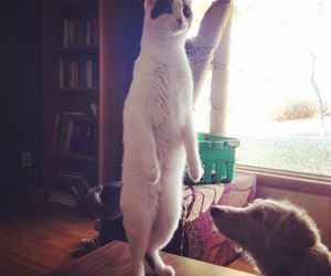 FunnyCatSite