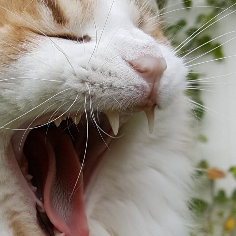 When he is yawning his nose turn white.