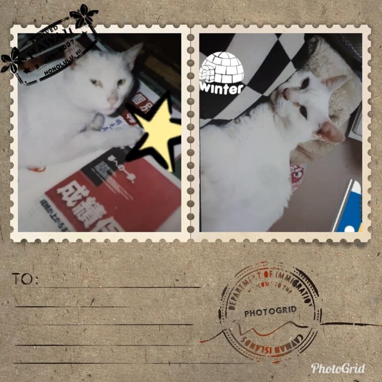 Whitecat こんな切手あります #切手