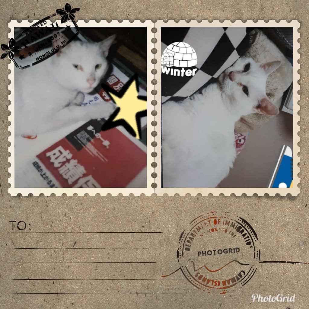 Whitecat こんな切手あります #切手