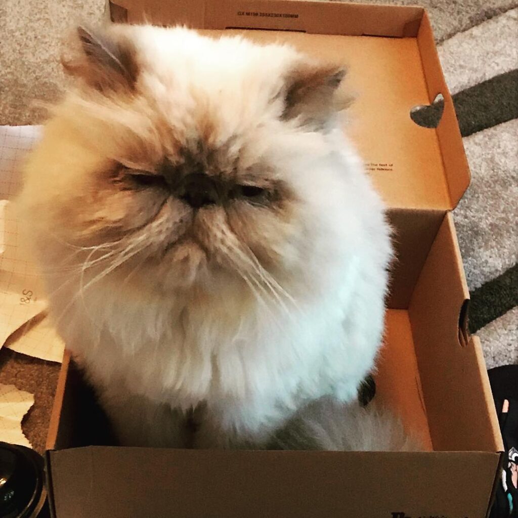 Why do Cats love Box’s ??? xx
