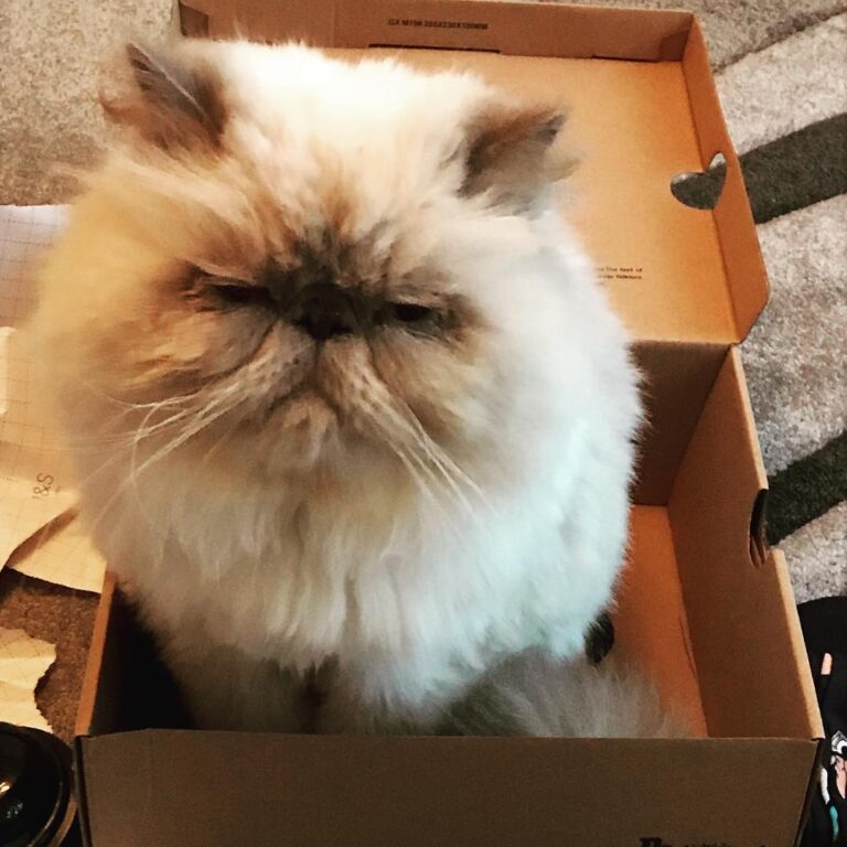 Why do Cats love Box’s ??? xx