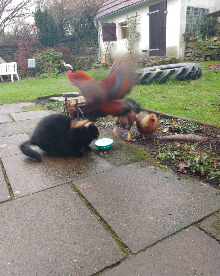 “Wie kann der Kater es nur wagen an UNSER Futter ran zu gehen?!” —-
