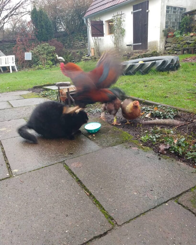 “Wie kann der Kater es nur wagen an UNSER Futter ran zu gehen?!” —-