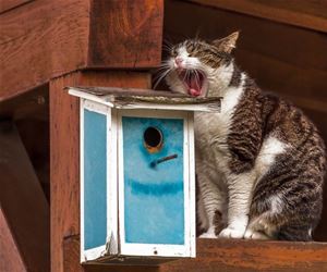 FunnyCatSite