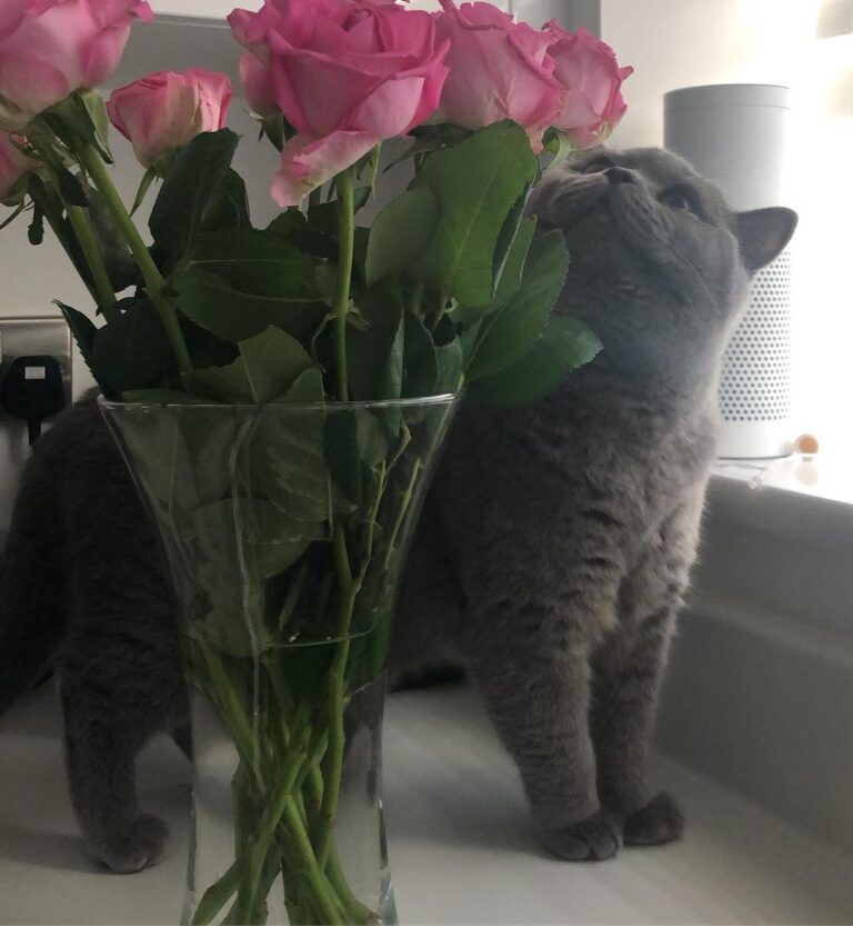 You shouldn’t be up there Bobby.. but you’re way too cute to tell off