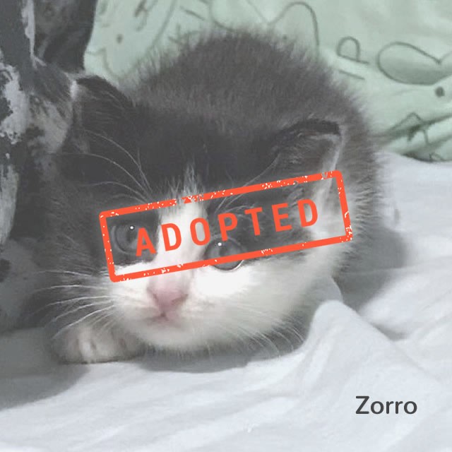Zorro has found home! … Help more animals find their forever home