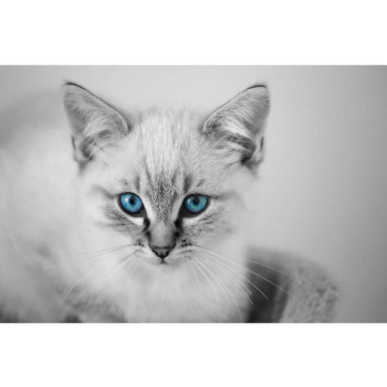 Cute Cat Moment