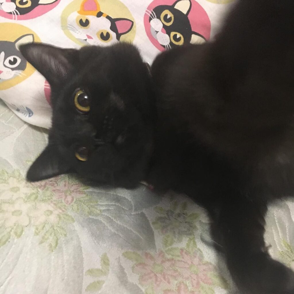 #кот #котэ #котик #котики #котенок #котейка #инстакот #инстаграманет