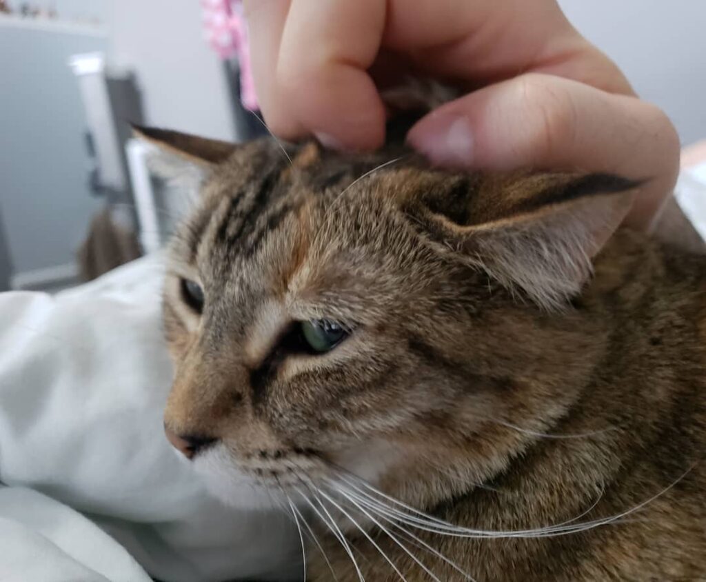 Head skritches on point. . .