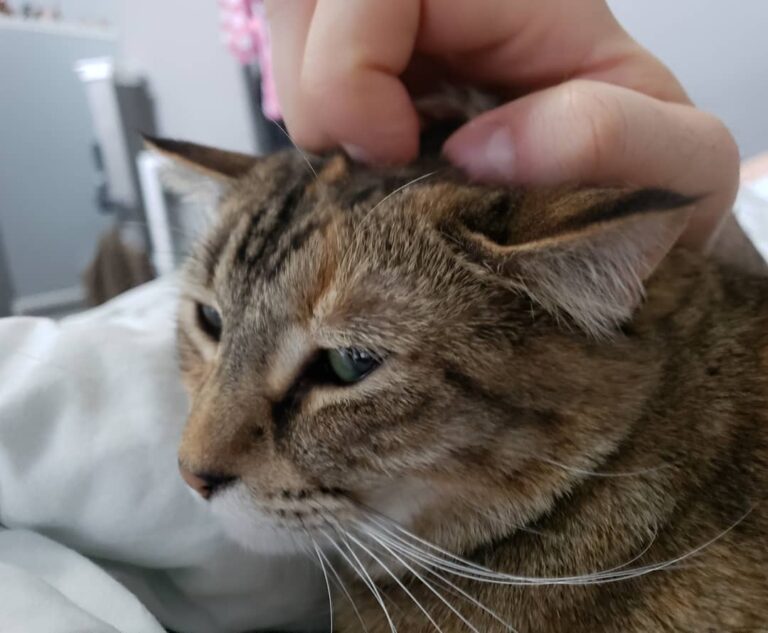 Head skritches on point. . .