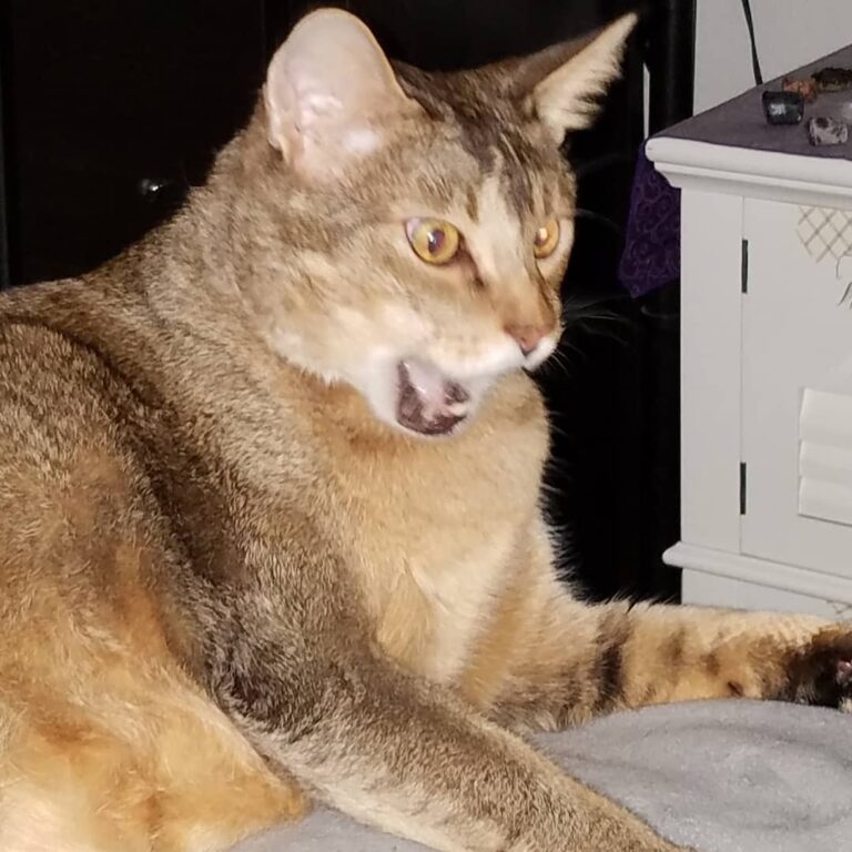 Could totally be a meme IF I can come up with something. Why am I