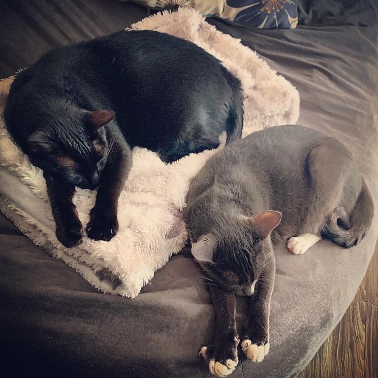 He’s such a little copy cat