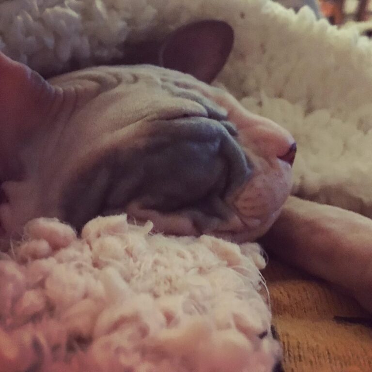 Cute Cat Moment