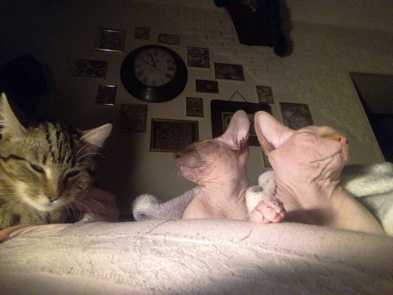 Sphynxlove ów ętanaświecie #łysekoty