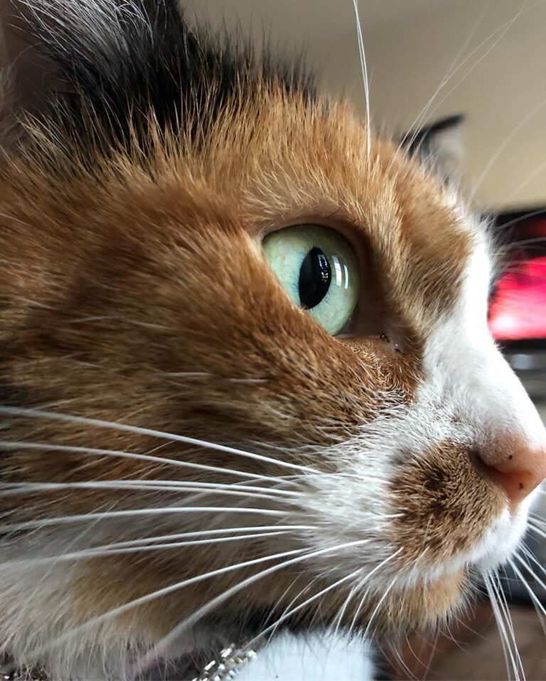 Meow, happy caturday . . . . . .