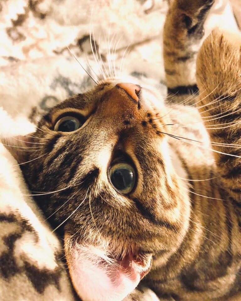 Oh sorry, i didn’t see ya there
