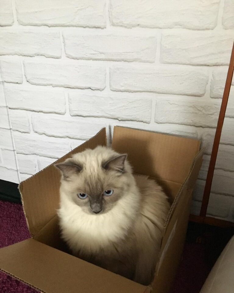 Cute Cat Moment