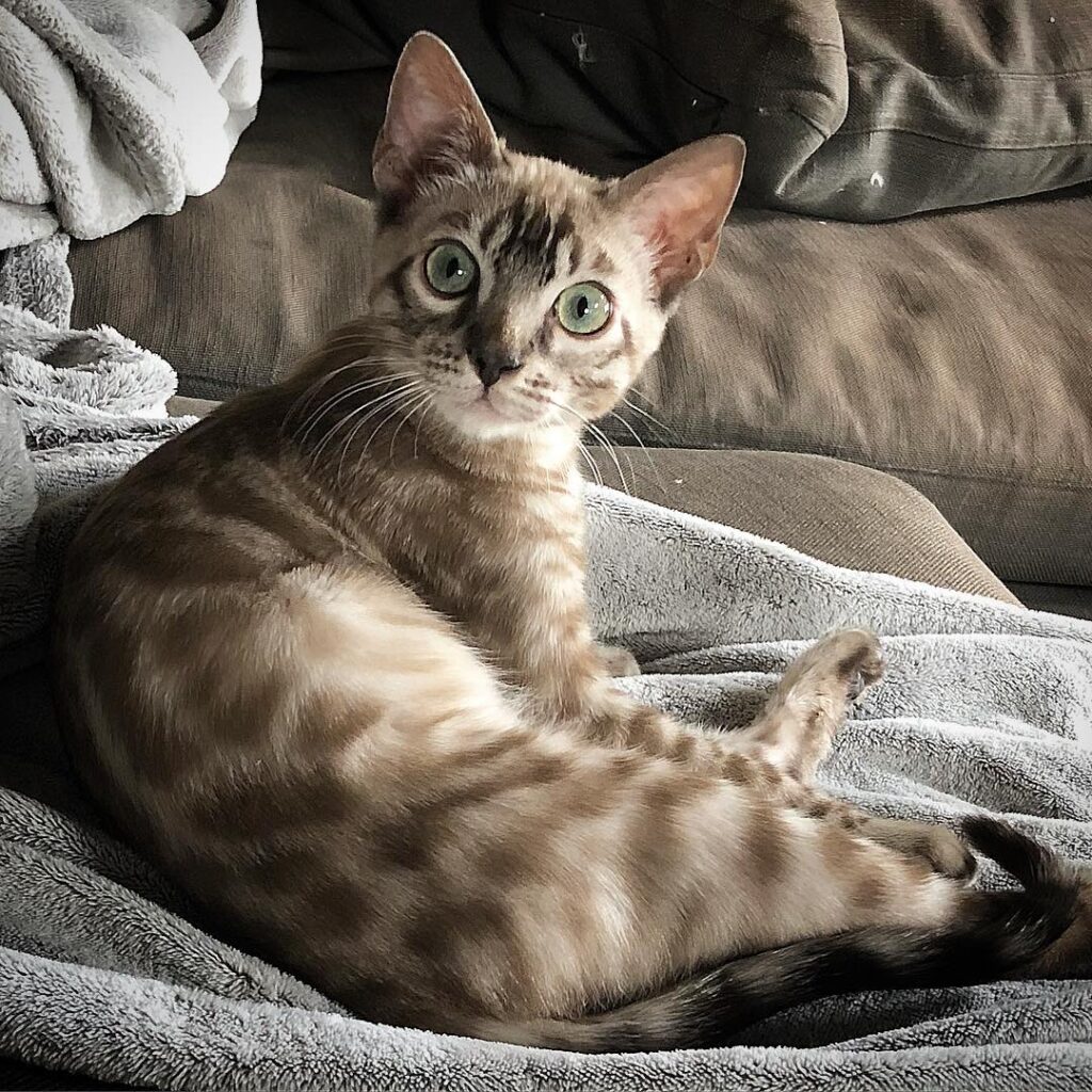 Cute Cat Moment