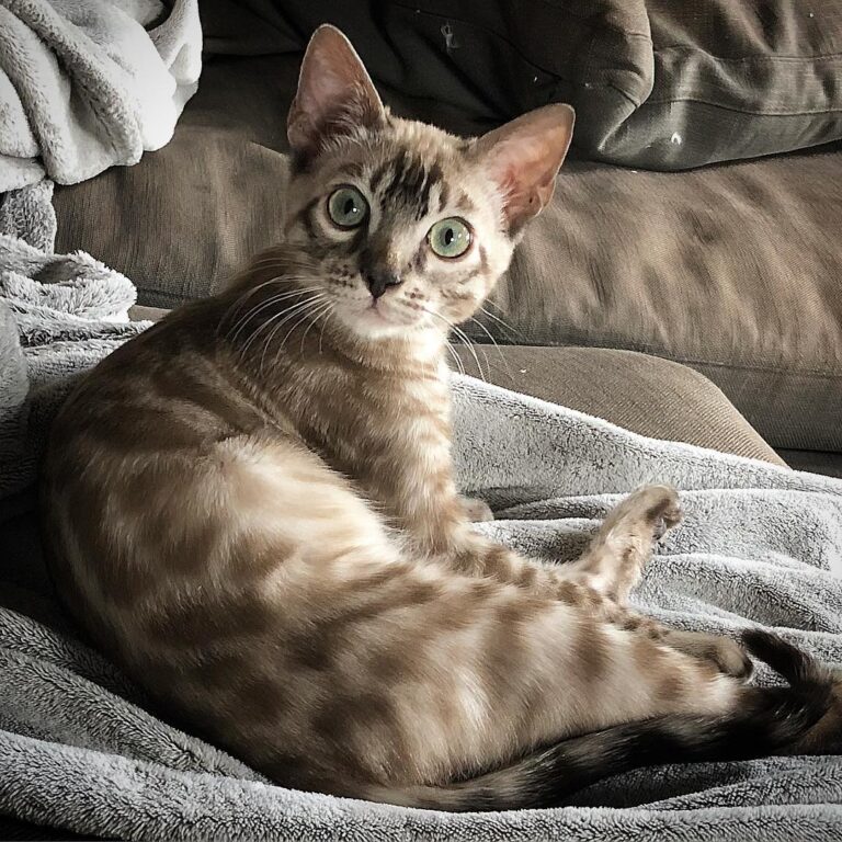 Cute Cat Moment