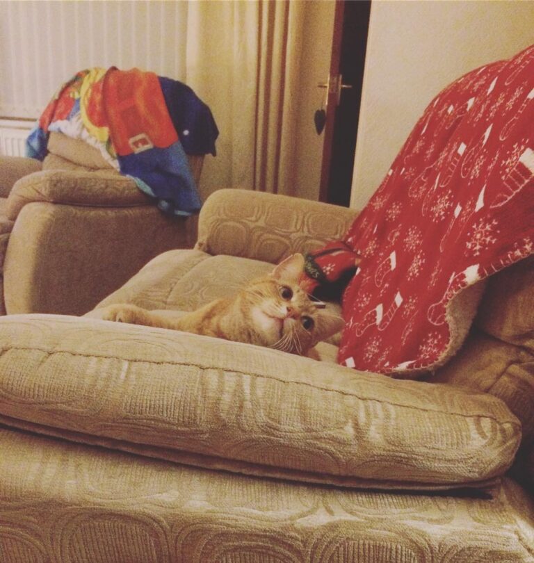 The humans are about to take away the soft christmas blankets; i am