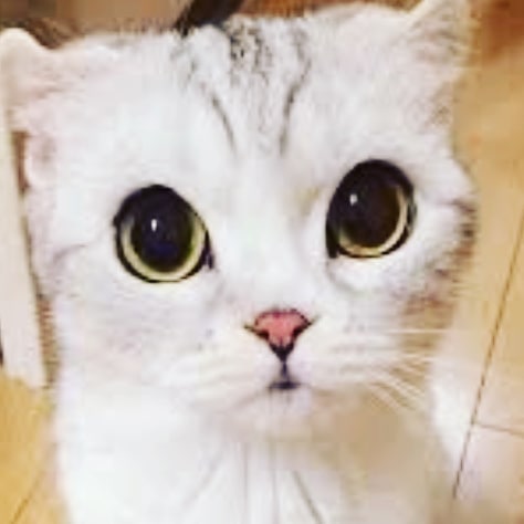 Кошка с невероятными большими глазами #кот #котапёс #котэ #котейка