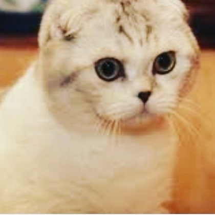 Шотландский Вислоух #кот #котапёс #котэ #котейка #котик #кошечка