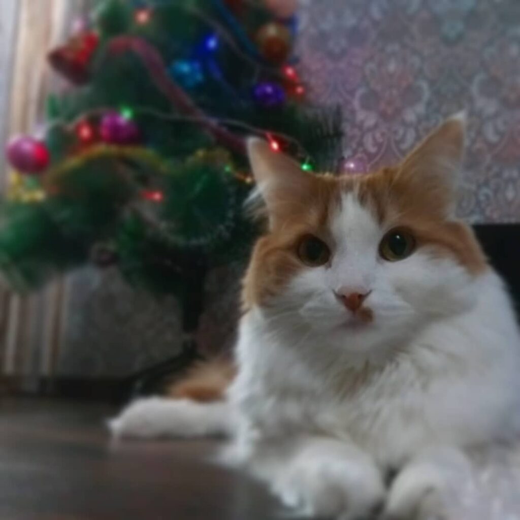 #новыйгод #елка #кот #котики #котэ #пушистик #инстакот