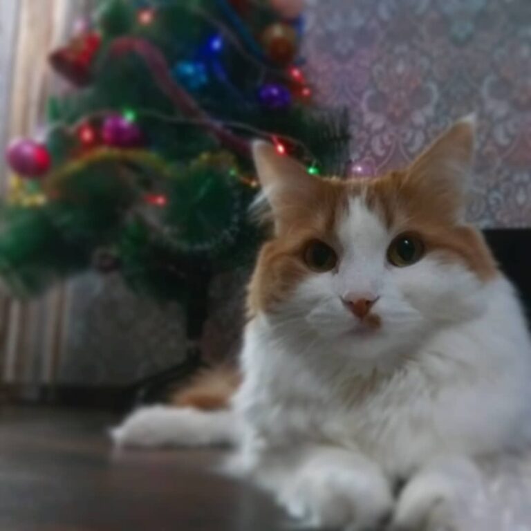 #новыйгод #елка #кот #котики #котэ #пушистик #инстакот