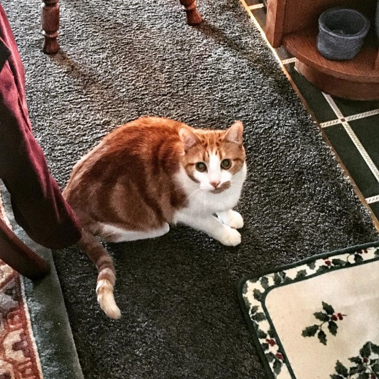 “Don’t be afraid of being scared. To be afraid is a sign of common sense. Only complete idiots are not afraid of anything.”
#catsofinstagram #happynewyear