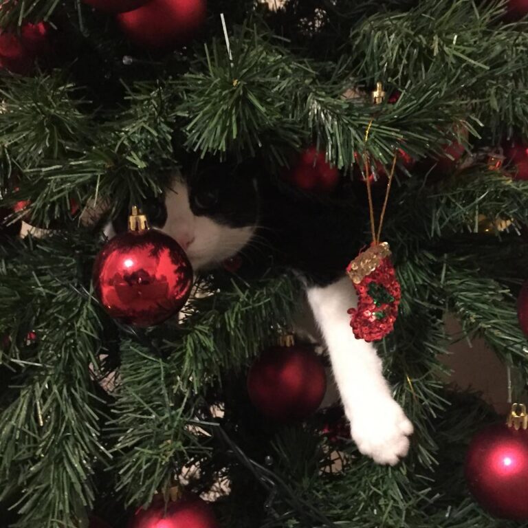 •C’era una volta un albero di Natale