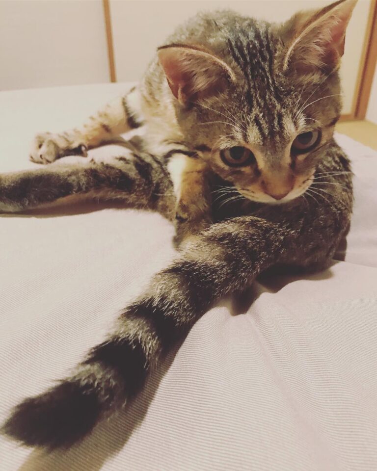 しっぽも だいぶ ながーくなりました♡ ・ ・ ・ #ねこ部 #にゃんすたぐらむ #にゃんこ #子猫 #猫と暮らす #猫のいる生活
