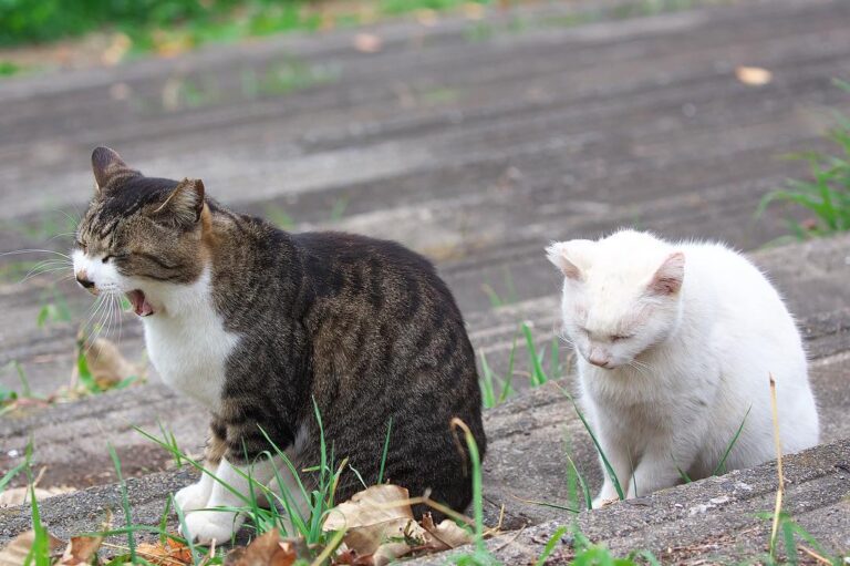 ファァ〜〜、眠いニャー ワタシ…もうダメ ＊ ＊ #野良猫 #猫写真 #のらねこ部 #動物写真 #動物好きな人と繋がりたい