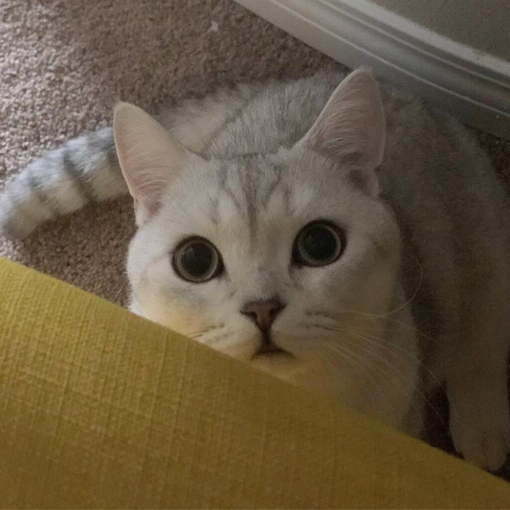 Cute Cat Moment