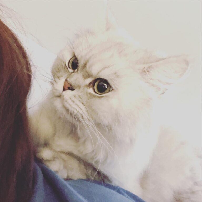 扒在床上玩電話 ：奴才在看甚麼！？ （爬左係背上） ：……….重！ . #貓 #猫 #猫咪 #猫好きな人と繋がりたい #貓貓 #貓咪