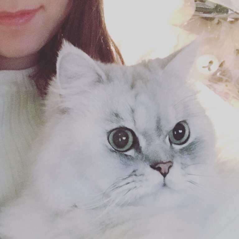 . #貓 #猫 #猫咪 #猫好きな人と繋がりたい #貓貓 #貓咪 #貓奴 #貓奴日常 #貓奴日常 #貓咪日常