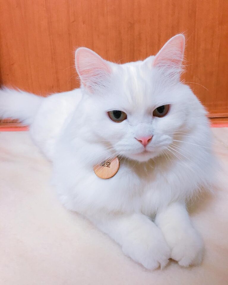 새벽에 너무 일찍 깨버림 #토모 #고양이 #야옹이 #냥이 #ねこ #猫 #터키쉬앙고라 #터앙 #반려묘 #미묘 #핑크코 #핑크귀