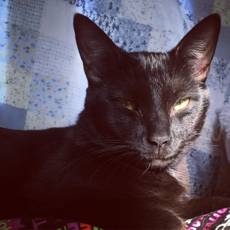 1.5 a fave thing…this little man…swear to baby Jesus this cat is