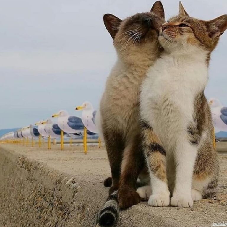 Ahhh… que amor × Viu no explorar?!?! × Siga × Tags ×