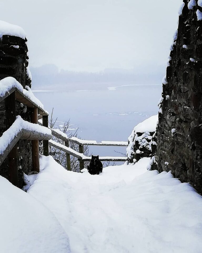 Allgäu Hopfensee mit Burgkatze äu äueralpen #