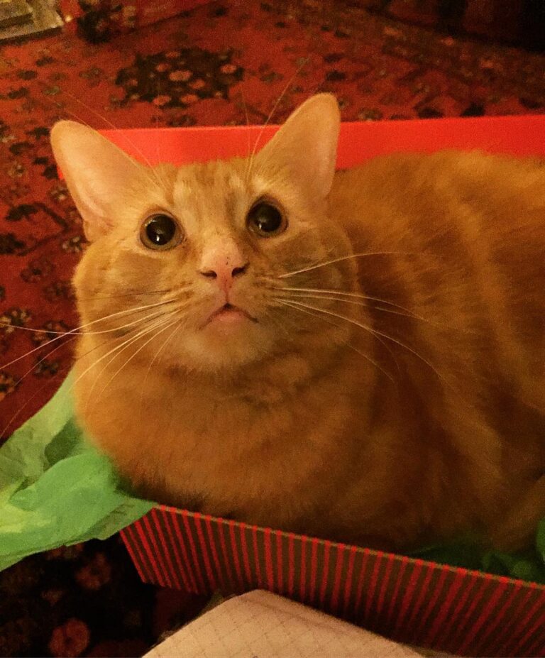 Am I the best gift? #