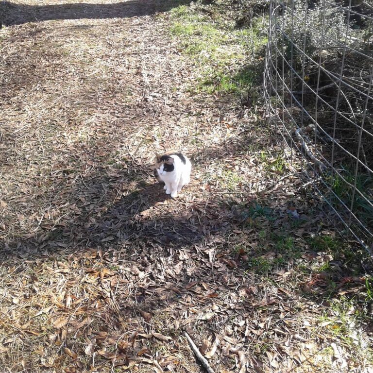 Another pic of Trixie.