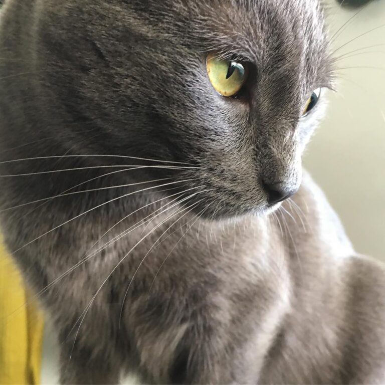 Bastet says “Meow,” which roughly translates to “I hope you’re having