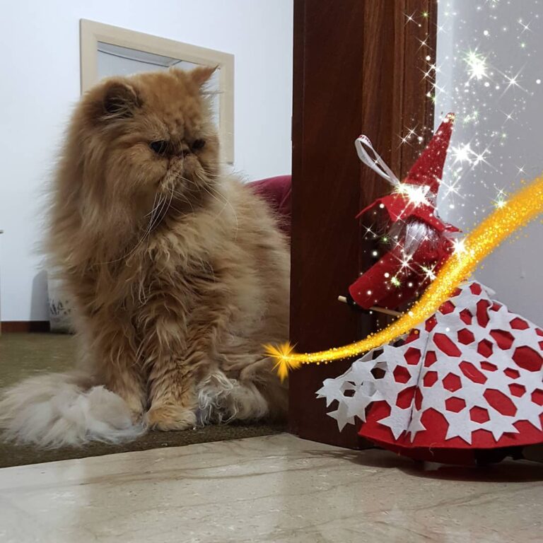 Befana has arrived, good Epiphany to everyone.. È arrivata la Befana,