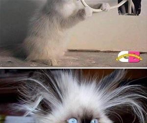 FunnyCatSite