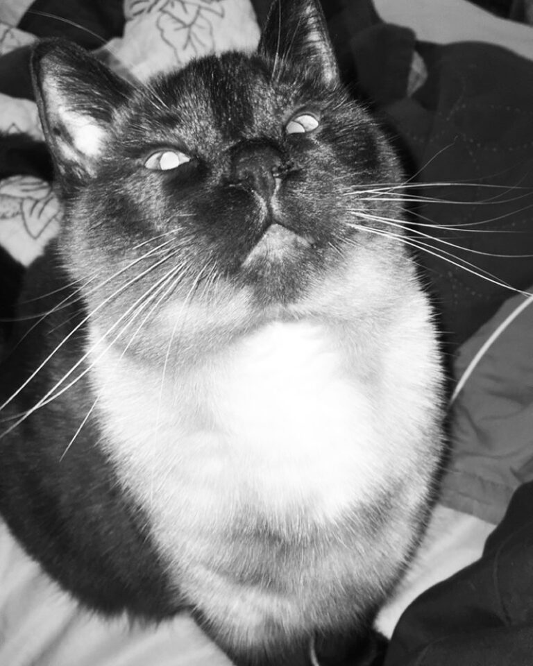 Cute Cat Moment