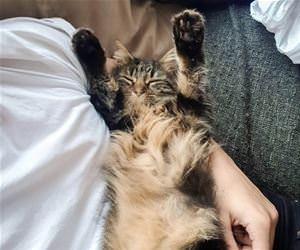 FunnyCatSite