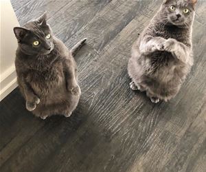 FunnyCatSite
