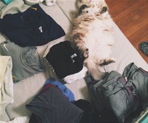 FunnyCatSite